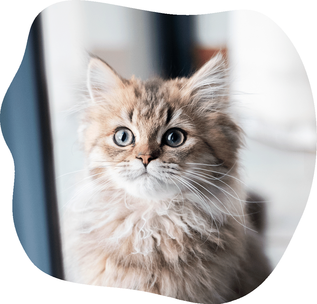 Registrace čipu kočičky